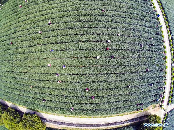 Rising temps boost output of Longjing Tea in Hangzhou