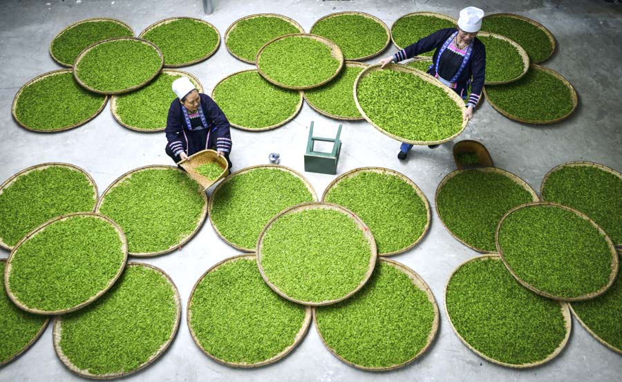 Young laborers shun tea harvesting