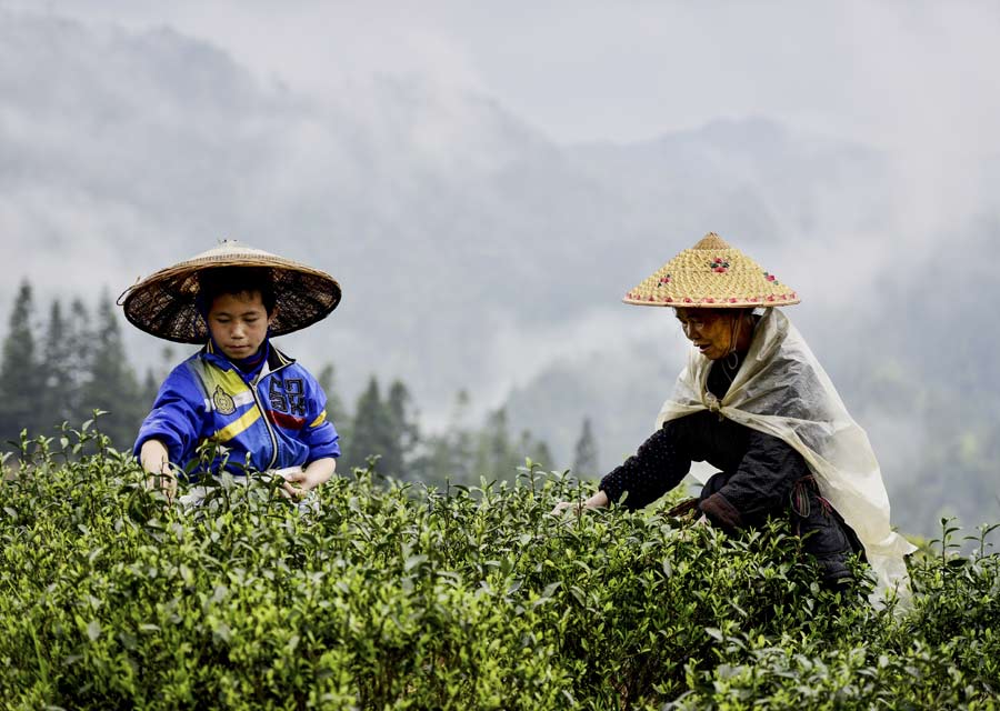 Young laborers shun tea harvesting