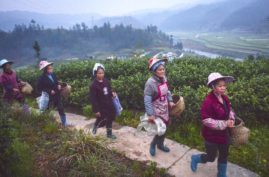 Young laborers shun tea harvesting