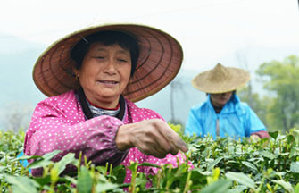 Young laborers shun tea harvesting