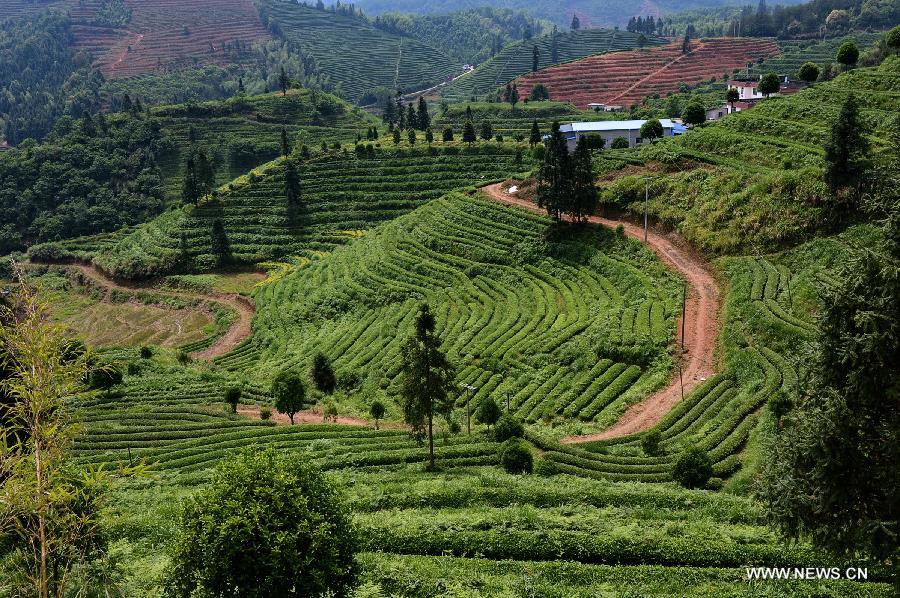 Tea harvest season in Fujian