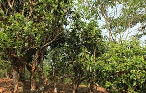 Tea harvest season in Fujian