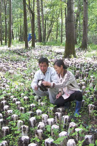 Natural growth from Heilongjiang's farms