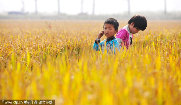 China vows zero tolerance for GM rice