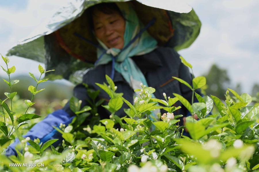 Farmers harvest jasmine flowers in S China's G