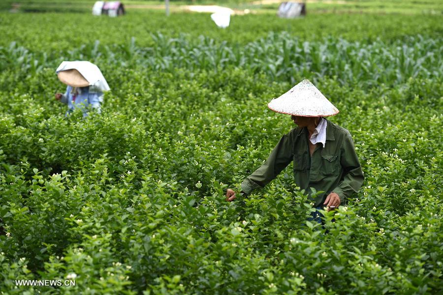 Farmers harvest jasmine flowers in S China's G