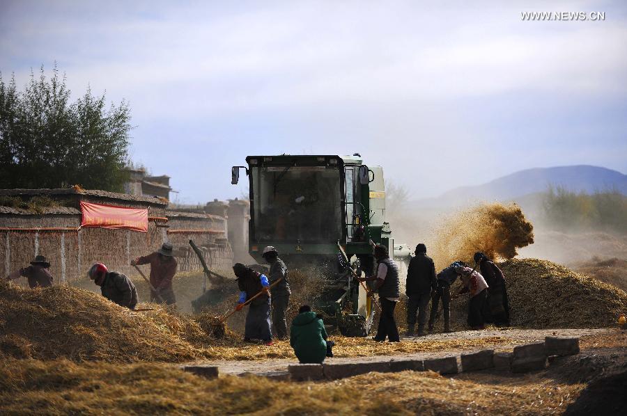 Harvest season comes in China's Tibet