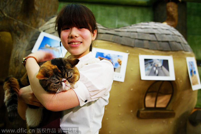 Cat cafe in Tokyo