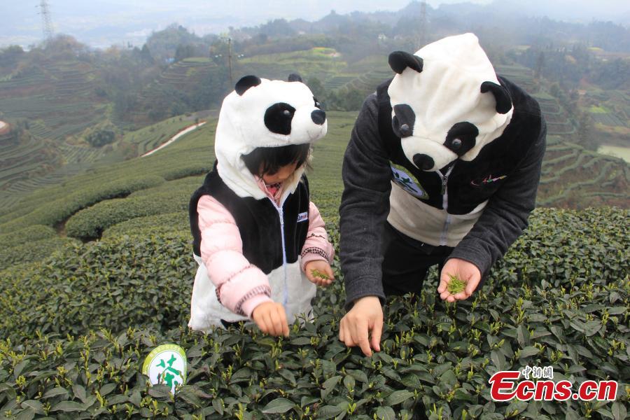 Farmers start to collect world's most expensive panda tea