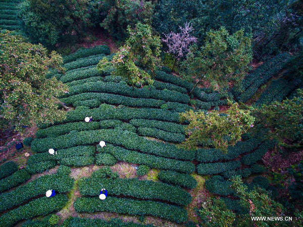 Farmers harvest West Lake Longjing tea in Hangzhou