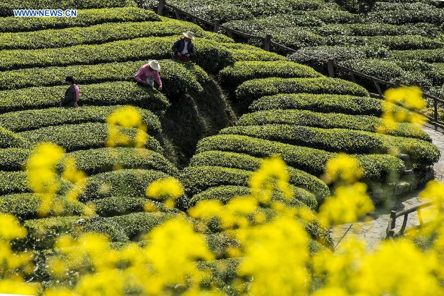 Tea picking season begins in China's Hubei