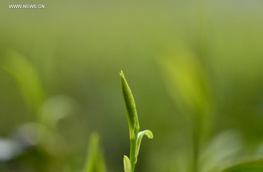 Tender leaves seen at tea garden in China's Hubei