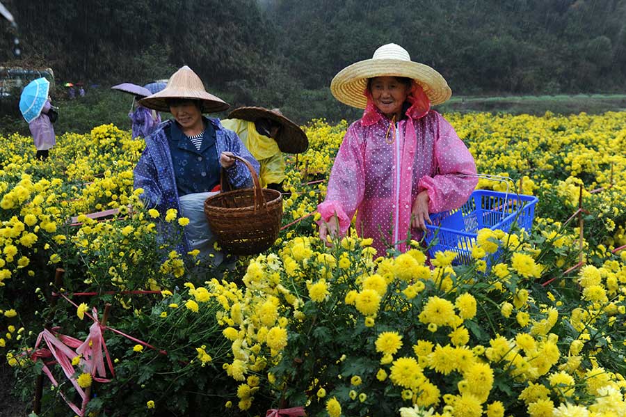 Chrysanthemum tea makes a splash in Wuyuan county