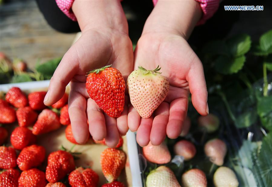 White strawberry a new hit in ‪China