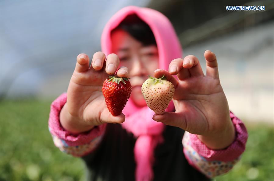White strawberry a new hit in ‪China