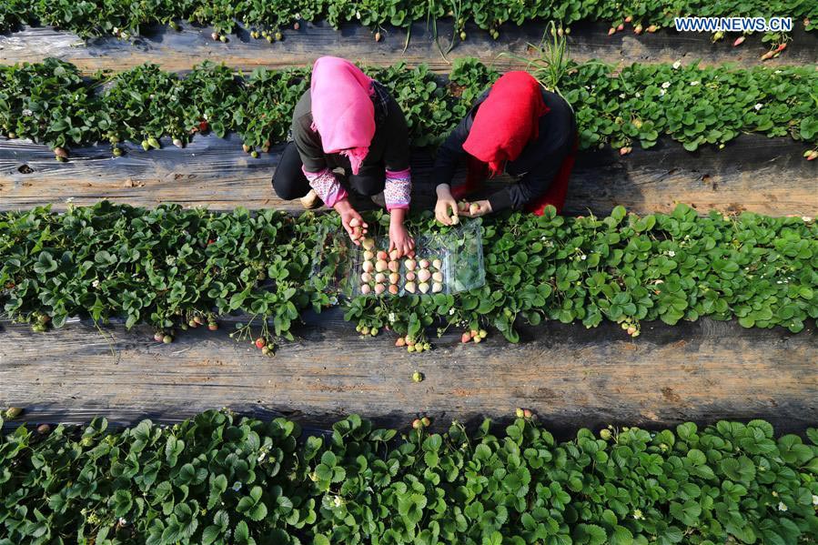 White strawberry a new hit in ‪China