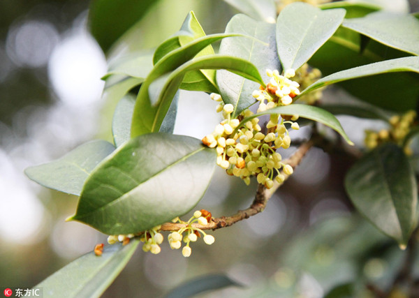 Aroma of the season: Osmanthus-infused dishes