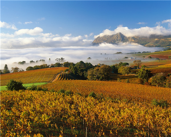 Food Insider: 10 things to know about South African wine