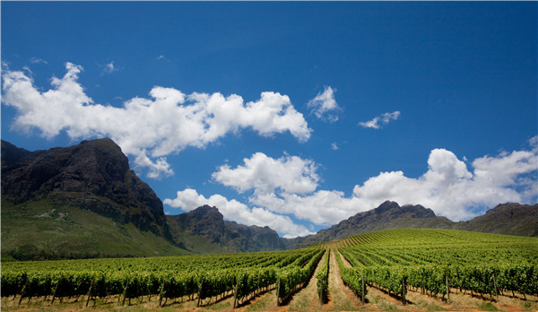 Food Insider: 10 things to know about South African wine