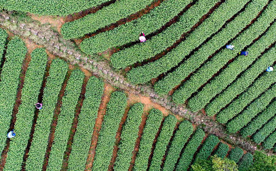 Tea master steeps young apprentice in ancient tradition