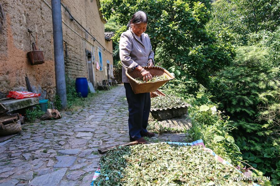 People collect herbs to make Duanwu tea around festival in E China