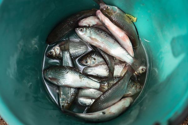 Doctors battle cancer-causing Thai fish dish