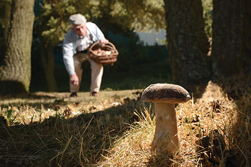 Fungi expert shares secrets of mushrooms