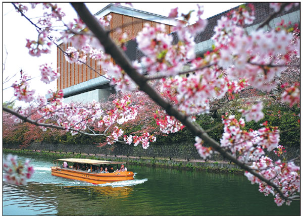 Cherry blossom season attracting record number of travelers to Japan