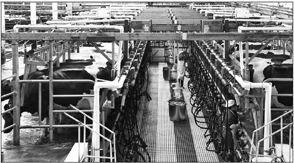 Feihe Dairy pursues commitment to quality