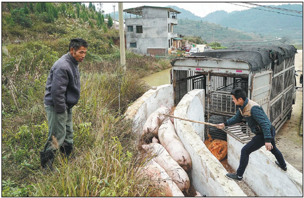 Swine fever reshaping pig farming