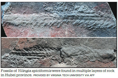 Fossils in Hubei believed to be oldest evidence of animal mobility