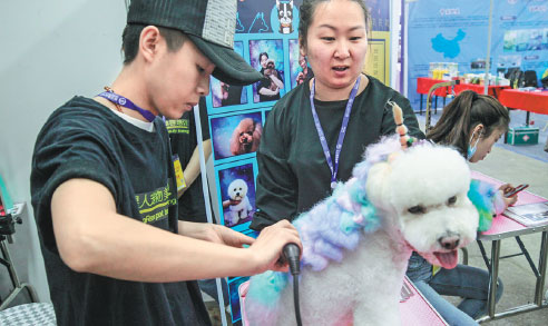 Prize pooches push popularity of dog shows