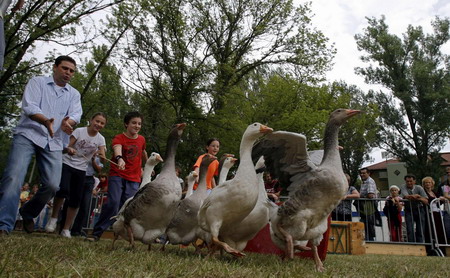 Goose foie gras, a Hungarian delicacy