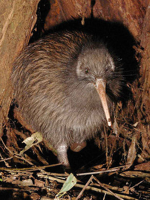 Kiwi, a national symbol of New Zealand