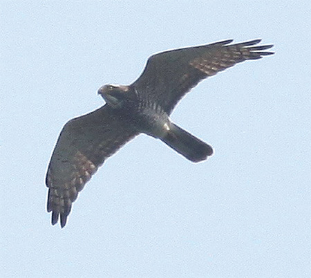Gray-faced buzzard eagle numbers soar
