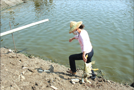 Contamination prompts county to cull 10,000 ducks