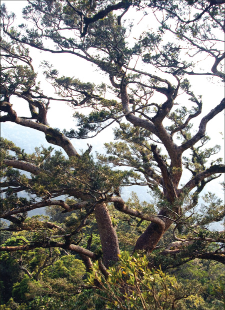 New cluster of endangered Taiwan cow-tail firs sighted