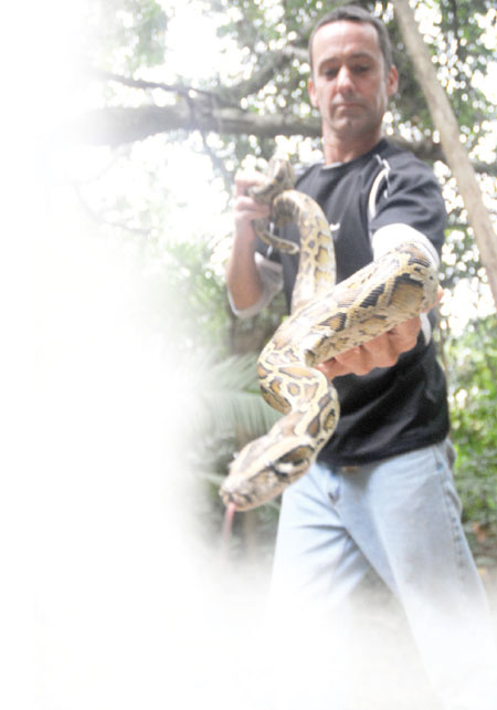 Killer python poses wildlife challenge for Hong Kong