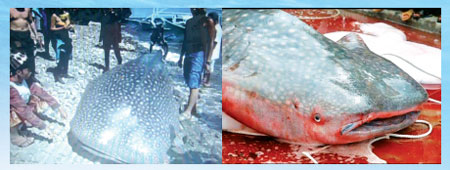 Whale of a horror story