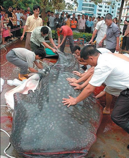 Whale of a horror story