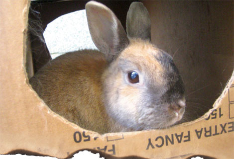 Pet bunnies face grim Year of Rabbit