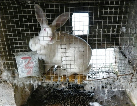 Animal activists target fur trade