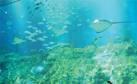 Life in a fishbowl