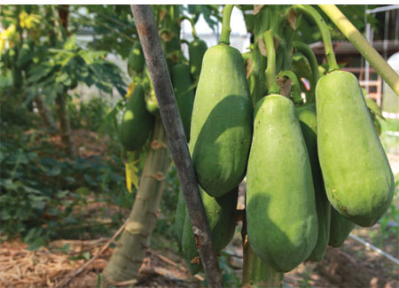 War of the papayas