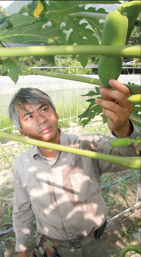 War of the papayas