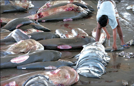 Shark feeding frenzy