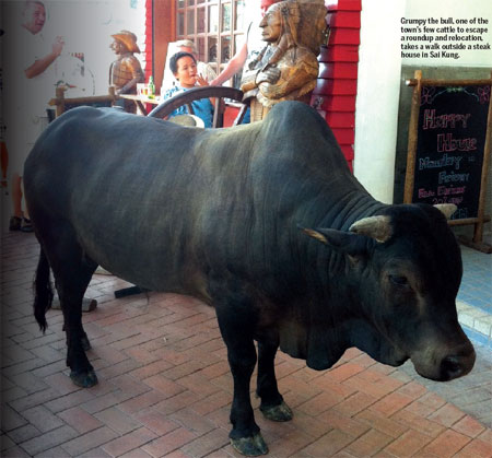 The great buffalo showdown