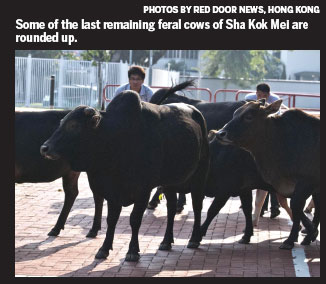 The great buffalo showdown