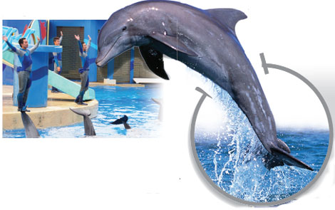 Curtain call for dolphin shows